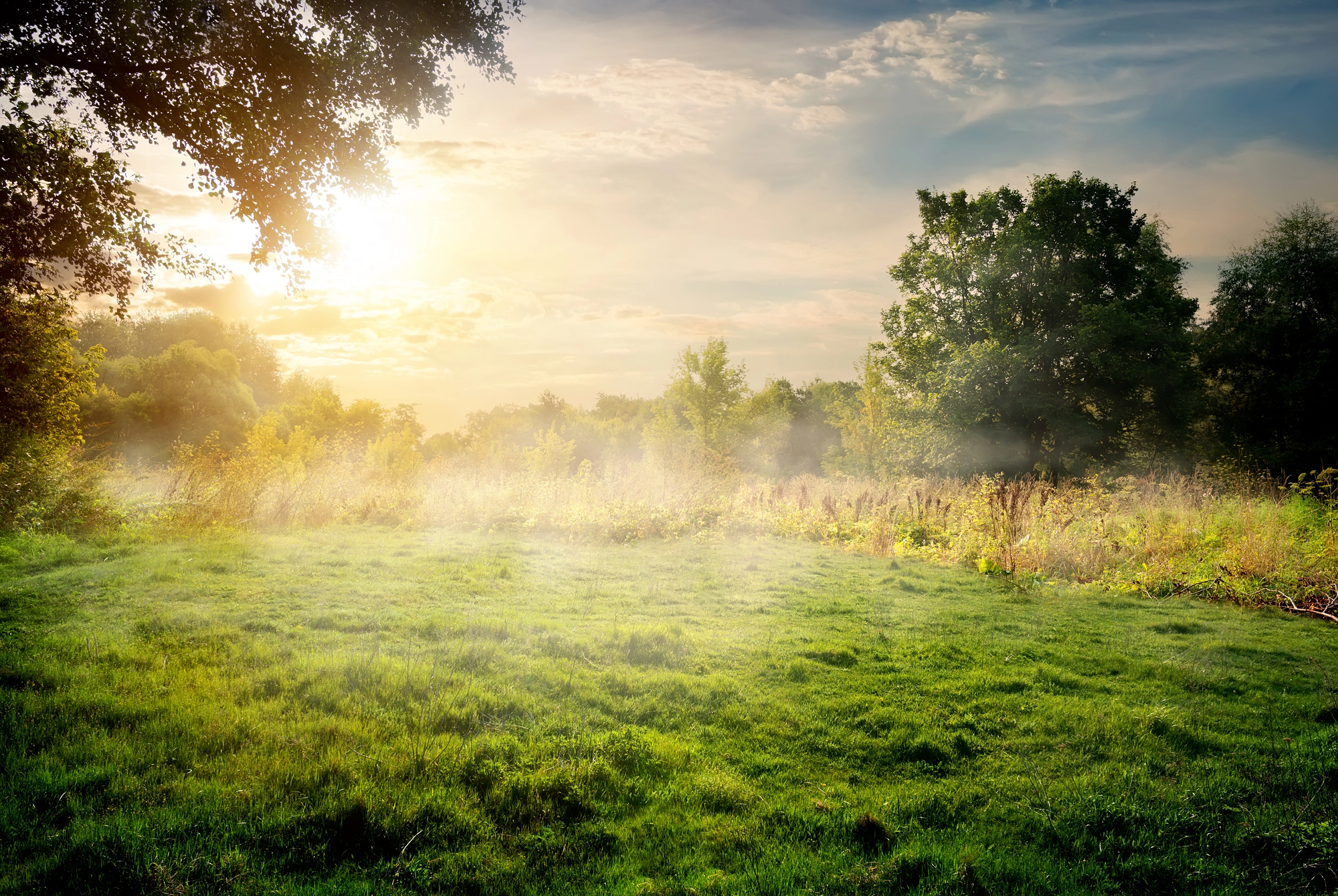 Early morning sunlight shines through trees onto a grassy clearing with light mist rising from the ground under a partly cloudy sky.