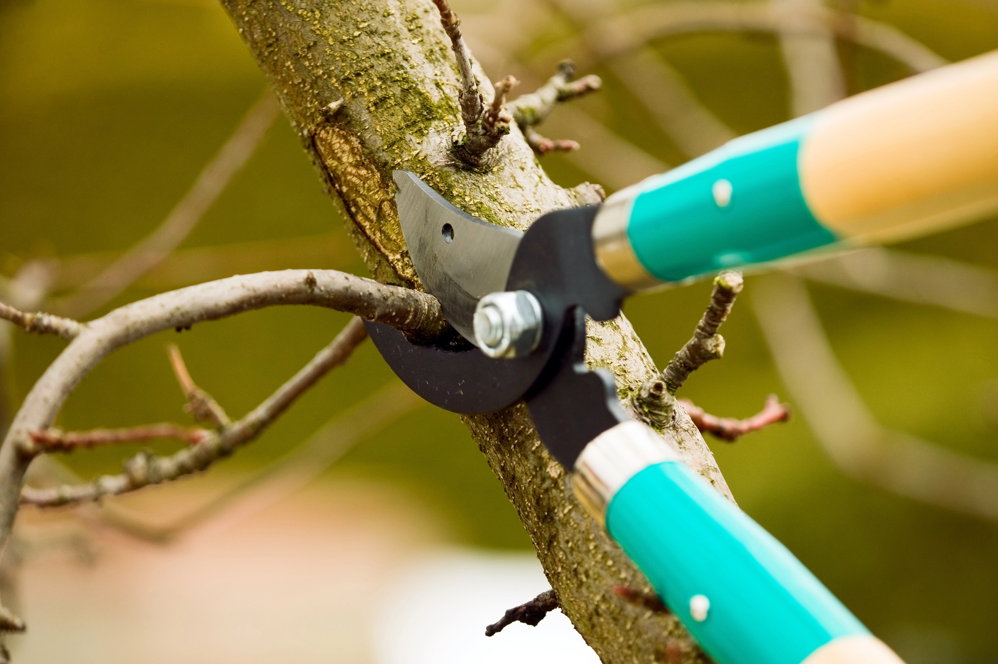 Close-up of pruning shears cutting through a tree branch, with smaller branches visible and a green background.